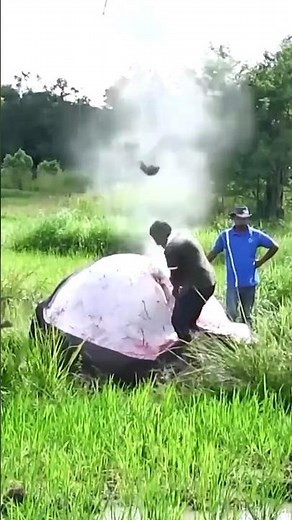 Exploding Carcass Syndrome: Understanding a Puzzling Phenomenon #animal #shorts