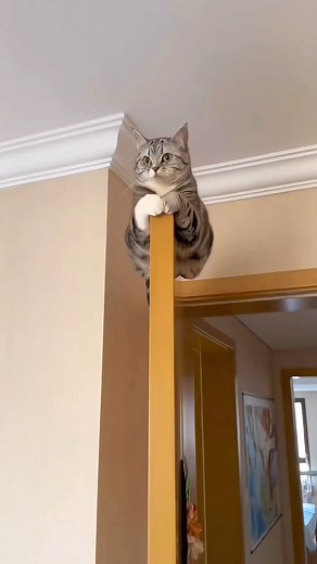 #Meow . . . #catloversclub #cat #cats #catoftheday #catlover #catsagram #catlovers #cat_features #catlady #catlife #catlove #catsgram #cutecat #cutecats #cutest #meow #kittycat #catsclub #kitty #ilovemycat #caturday #thedailykitten #bestmeow #kucing #cats #indonesia #pet #catstagram #kitty | Meow