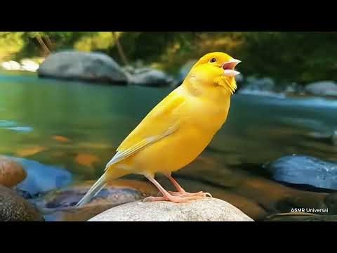 Beautiful Yellow Canary Singing by the Crystal River | Relaxing Nature Sounds Looping