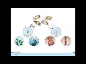BIO1 Online | Chapter 11: DNA Technology