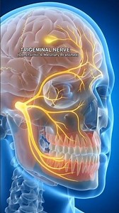 Why Brain Freeze Hurts (And How to Stop It) | What is Sphenopalatine Ganglioneuralgia? Y-How #facts