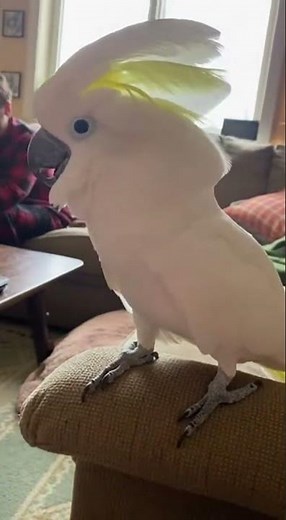 Cockatoo Boss Mode: No Nonsense Bird in Action!