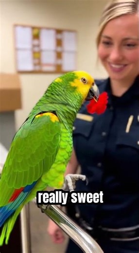 This Talking Parrot Just Gave a Valentine Kiss 😭💋 #talkingparrot #valentinesday #shorts