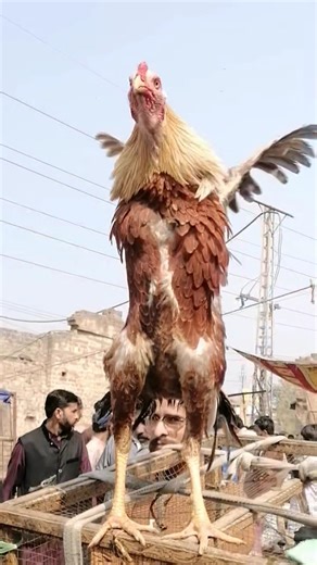 Aseel Murgha PowerFull Punch #aseel #aseelmurga #ytshorts #viral