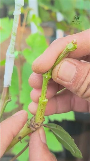 The Easiest Way to Graft Grapevines | Simple Top Grafting Method#grafting #gardening #satisfying