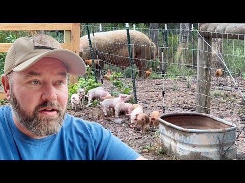 We Let the Babies Outside-They Started ESCAPING!