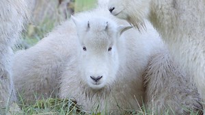We caught up with everyone’s favorite mountain goat kids to bring you all the cuteness! The kids grow more confident every day and have ventured beyond Horseshoe Lake into the vast meadows of the Free-Roaming Area. They’re bright, attentive, and loving life! | Northwest Trek Wildlife Park