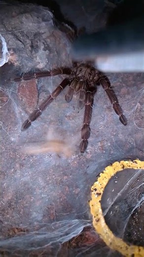 ''BLINK AND YOU WILL MISS IT'' THRIGMOPOEUS TRUCULENTUS (KARWAR LARGE BURROWING TARANTULA)FEEDING!❤!