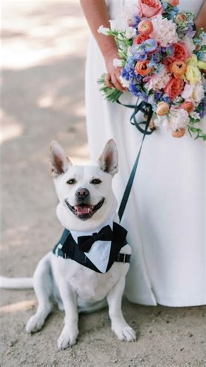 National Pet Day | Essense Brides