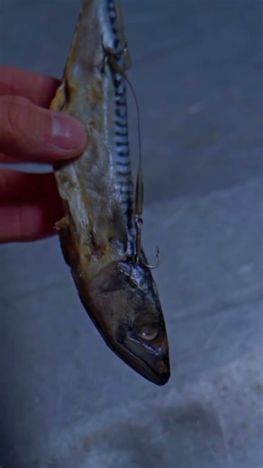 Yellow Garlic Mackerel 🎣 Predator Deadbait Rig | #naturehooked @fishex_deadbait