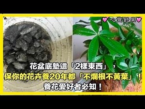 花盆底墊這「2樣東西」，保你的花卉養20年都「不爛根不黃葉」！ 養花愛好者必知！