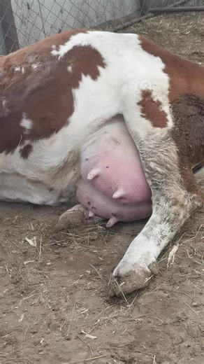 Simmental Bull Highlight #big #bull