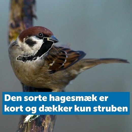 Kan du se forskel på skovspurv og gråspurv?