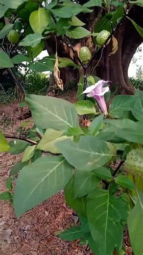 সুন্দর প্রাকিতিক মুহূর্ত