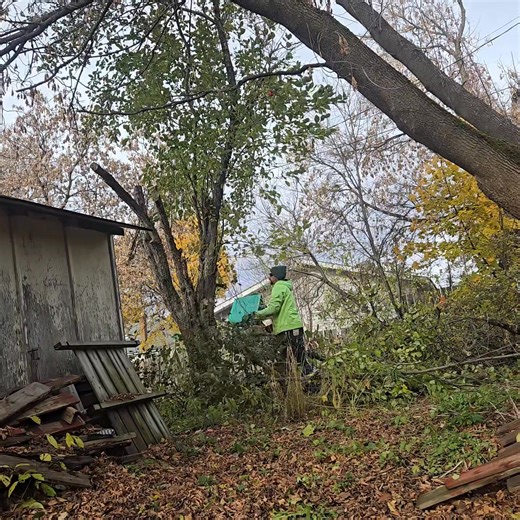 Apple Tree downed in my back yard!! | Jungle Jay'z | Facebook