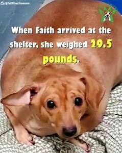 87K views · 1.2K reactions | she is over weight | Cartoons Clip HD | Facebook