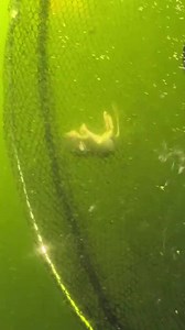 Please give me your best tips for getting rid of mice please #mice #mouse | Luke’s Goldies