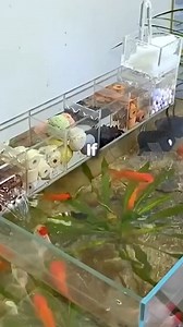 17K views · 242 reactions | How easily to set up the filteration system. 8d filter sponge - https://s.shopee.com.my/9ezkonIAJ2 Bio filter media - https://s.shopee.com.my/VlVu0OuVi Nano bio ball - https://s.shopee.com.my/606SSDJHjf Bio filter - https://s.shopee.com.my/qOMIl2PIe Activated carbon - https://s.shopee.com.my/7fEgRLSmmK #watetplant #aquarium #aquascape #fish #shirmp #nanotank | JC betta&guppy | Facebook