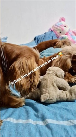 This Is What Happens When 3 Cocker Spaniels Take Over Your Bed! 😂