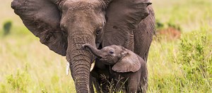 Toutes ces émotions que les animaux ressentent comme nous - Psychologies.com