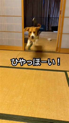 これやらなきゃ寝れねー！！ #ビーグル