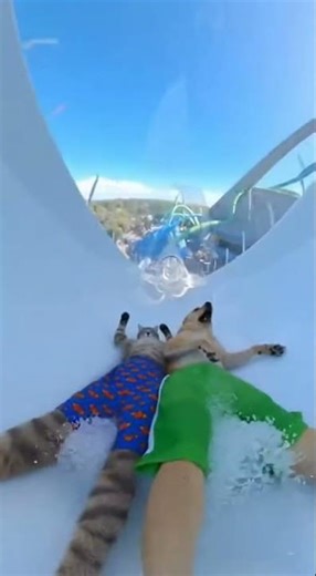 Cat & Dog TRAPDOOR Water Slide! 💦