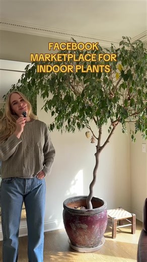 Finding Large Indoor Plants on Facebook Marketplace