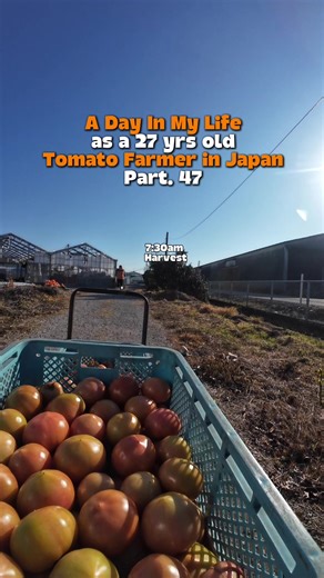 Part 47. A Day in My Life as a 27 yrs old Tomato Farmer in Japan 🇵🇭🇯🇵 #fyp #fyppppppppppppppppppppppp #fyp