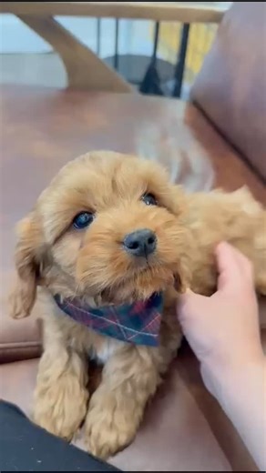 Nothing sweeter than puppy love for Christmas 🎄🐶 Stop in and meet your new best friend — we’re open tomorrow from 9–5 and can’t wait to see you! Please check our contact info below for details. 📞 508-492-2212 🌐 https://minigoldendoodlesofcapecodllc.com 📍 2 Williams Ave, Pocasset, MA 🕘 Mon-Fri 9-5, Sat-Sun 10-6 Life is just better with a 'Mini Goldendoodles of Cape Cod' Doodle by your side!🐾💫 Check out our current cuties here: https://minigoldendoodlesofcapecodllc.com #MiniGoldendoodlesOf