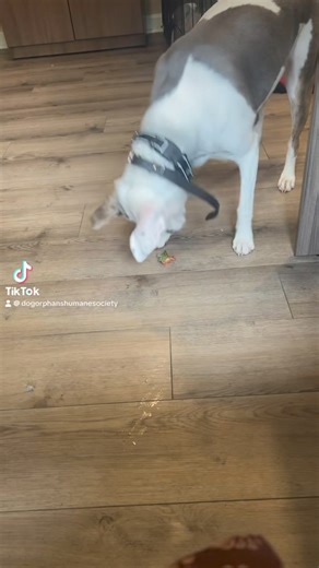 4K views · 56 reactions | Candy vs stem 藍 Candy has been with us for six months now. She is a very intelligent girl who needs structure, routine and a reminder here and there that ankles are not toys  Candy knows basic command, is trained on an E Collar, crate trained and will make a perfect hiking buddy. More info on Dogorphans.com | Dog Orphans Humane Society | Facebook