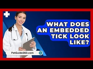 What Does An Embedded Tick Look Like? - PetGuide360.com