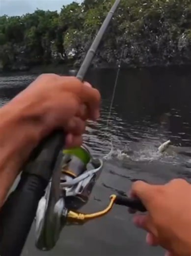 Ultimate Guide to Barramundi Fishing in Australia