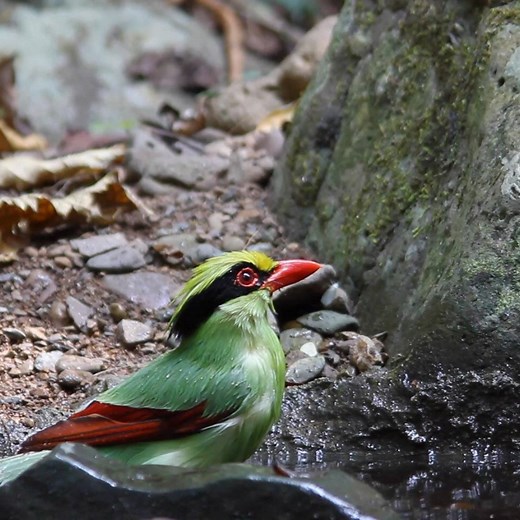 78K views · 2.8K reactions | You won't believe how many animals there are at Chester Zoo... | Chester Zoo | Facebook