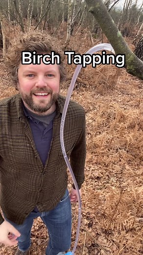 How to Tap Birch Sap 🌳 #wildfood #forage #foryou #birchwater #foryou