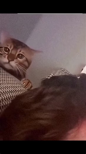 Shawn T. Andrew on Instagram: "More Cat slaps! #cats #catslap #catsofinstagram #redman #funny"