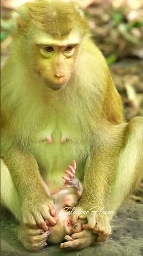Beautiful Mom & baby Beautiful Animals Relaxing & Stress Relief