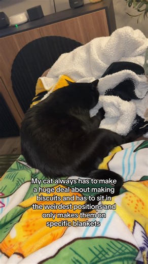 Funny Cat Behavior: Making Biscuits in Odd Positions