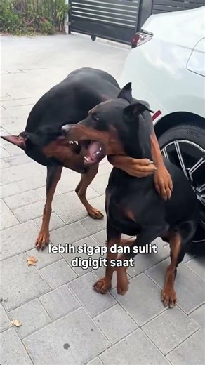 Unique facts about the Doberman dog #dog #amazing #uniquefacts