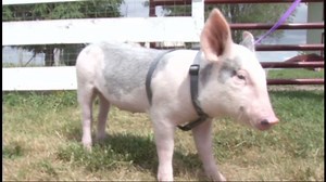 Piglet recovers from fall off truck | CNN