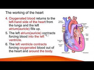 Biology Grade 9 unit 3 part twelve
