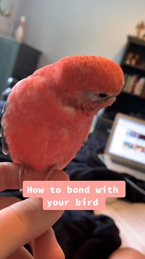 Bonding Tips for Your Bourke Parakeet | Lily Blintz
