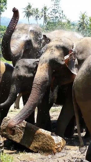 Elephant Migration Affected by Global Warming #animalfacts #animals #didyouknow #interesting #global