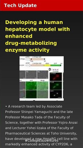 Developing a human hepatocyte model with enhanced drug-metabolizing enzyme activity | Tech Update |