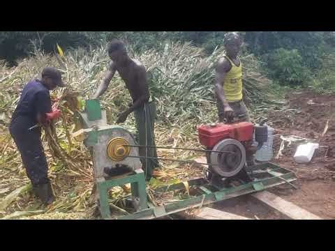 Making silage from maize stacks