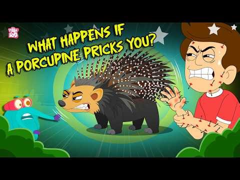 What If a Porcupine Pricks You? 🦔 Porcupine Quills Explained | Prickly Porcupine Facts | Dr. Binocs