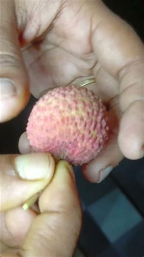 ||Cool Down This Summer with Fresh Litchi 🍒❄️||