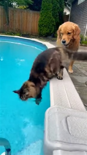 Dog Saves Drowning Maine Coon Kitten 🐶🐱💦 #animals #rescue