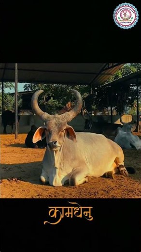 Gaumata 🌸🚩| Hindi shayari | poetry| Quotes| Gauseva