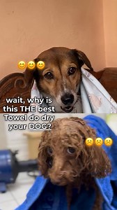 336 reactions | The Dog Map Towel ️ Made from the world's best microfiber and showing 200+ dog breeds in a unique and never seen before way  Why is this the best towel ever? ✅ a unique print you won't find anywhere else ✅ made with the world's best, dog friendly microfiber ✅ washable, packs down super small, doubles as a huge blanket Shipping worldwide and already shipped to over 130 countries. Get yours now! | Awesome Maps | Facebook