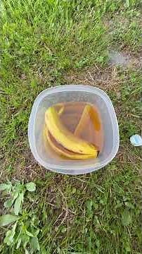 How to get rid of yellow jackets and hornets!